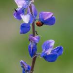 Sequim Gazette photo by Emily Matthiessen /