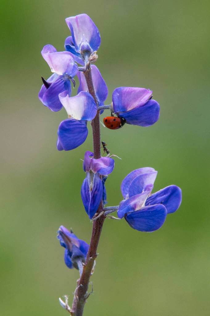 Sequim Gazette photo by Emily Matthiessen /