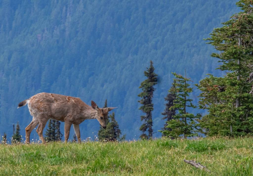 Sequim Gazette photo by Emily Matthiessen /