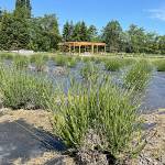 Sequim Gazette photo by Matthew Nash / Lavender planted two years ago at Fat Cat Garden & Gifts is just the beginning of what family members have planned for expanding lavender offerings in the coming years, they say.