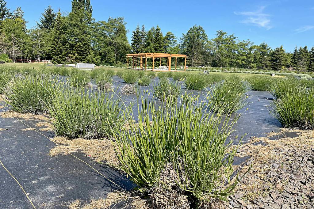Sequim Gazette photo by Matthew Nash / Lavender planted two years ago at Fat Cat Garden & Gifts is just the beginning of what family members have planned for expanding lavender offerings in the coming years, they say.