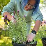 Sequim Gazette photo by Matthew Nash / Gretchen Uy-Millare prunes some Spanish lavender at Fat Cat Garden & Gifts. She and her family help her mother Aida cultivate the farm for summer visitors.
