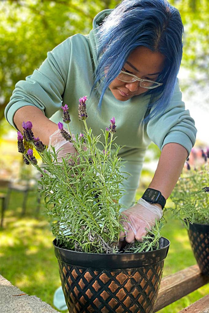 Sequim Gazette photo by Matthew Nash / Gretchen Uy-Millare prunes some Spanish lavender at Fat Cat Garden & Gifts. She and her family help her mother Aida cultivate the farm for summer visitors.