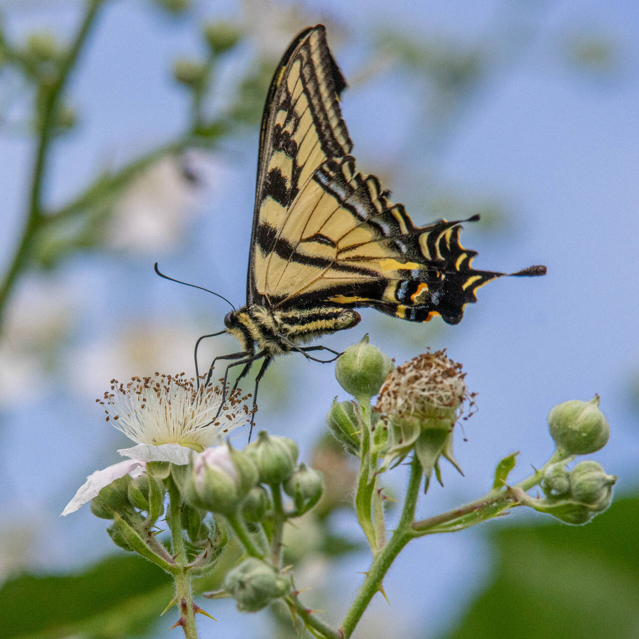 A Western Tiger Swallowtail butterfly drinks the nectar of a Himalayan blackberry flower in late June in Sequim. These butterflies live in their adult form for a month to a month-and-a-half, with the males emerging first  usually in May  and the females around for longer, usually into July.