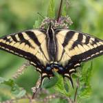 Sequim Gazette photo by Emily Matthiessen / A Western Tiger Swallowtail butterfly drinks the nectar of a stinging nettle flowers in late June in Sequim. These butterflies live in their adult form for a month to a month and a half, with the males emerging first, usually in May, and the females around for longer, usually into July.
