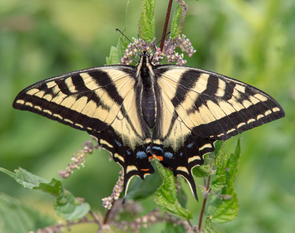 Sequim Gazette photo by Emily Matthiessen / A Western Tiger Swallowtail butterfly drinks the nectar of a stinging nettle flowers in late June in Sequim. These butterflies live in their adult form for a month to a month and a half, with the males emerging first, usually in May, and the females around for longer, usually into July.