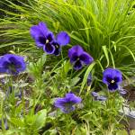 Photo by Sandy Cortez 
Pansies bloom in the edible flower garden patch at the Master Gardener Woodcock Demonstration Garden