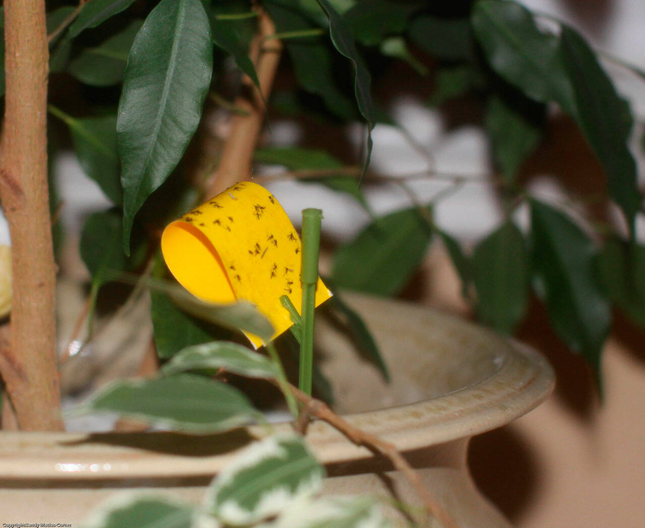 File photo by Sandy Cortez
If left to breed, fungus gnats can damage young plants and seedlings.