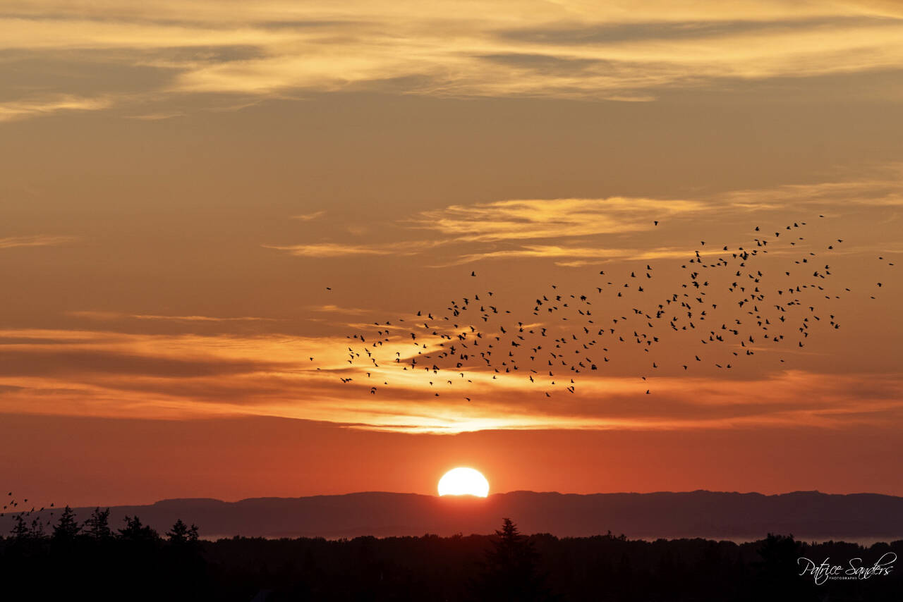 Photo by Patrice Sanders 
Contributor Patrice Sanders captured this image of a flock of birds enjoying the sunset from the Emerald Highlands area on June 27.