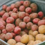 Photo courtesy of Sequim Farmers & Artisans Market (SFAM) / Potatoes make their seasonal debut appearance at Jembe Farmss booth at the Sequim Farmers & Artisans Market.