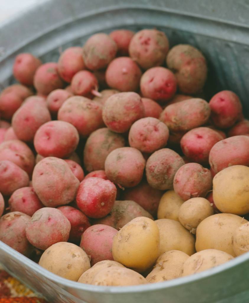 Photo courtesy of Sequim Farmers & Artisans Market (SFAM) / Potatoes make their seasonal debut appearance at Jembe Farmss booth at the Sequim Farmers & Artisans Market.