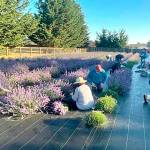Photo courtesy Old Barn Lavender Company/ Last summer, cast and crew from Olympic Theatre Arts helped OTAs executive director David Herbelin and his wife Melissa harvest their 1,600 lavender plants at their Old Barn Lavender Company after they learned they were doing it by themselves.