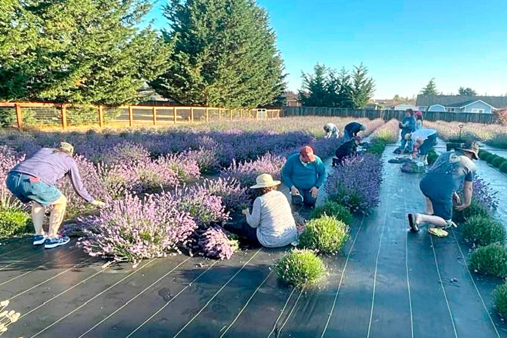 Photo courtesy Old Barn Lavender Company/ Last summer, cast and crew from Olympic Theatre Arts helped OTAs executive director David Herbelin and his wife Melissa harvest their 1,600 lavender plants at their Old Barn Lavender Company after they learned they were doing it by themselves.