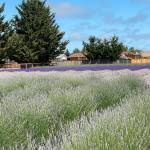 Sequim Gazette photo by Megan Rogers/ There are five varieties of lavender available for U-pick at Old Barn Lavender Company. Its open Friday-Sunday through Sept. 4.