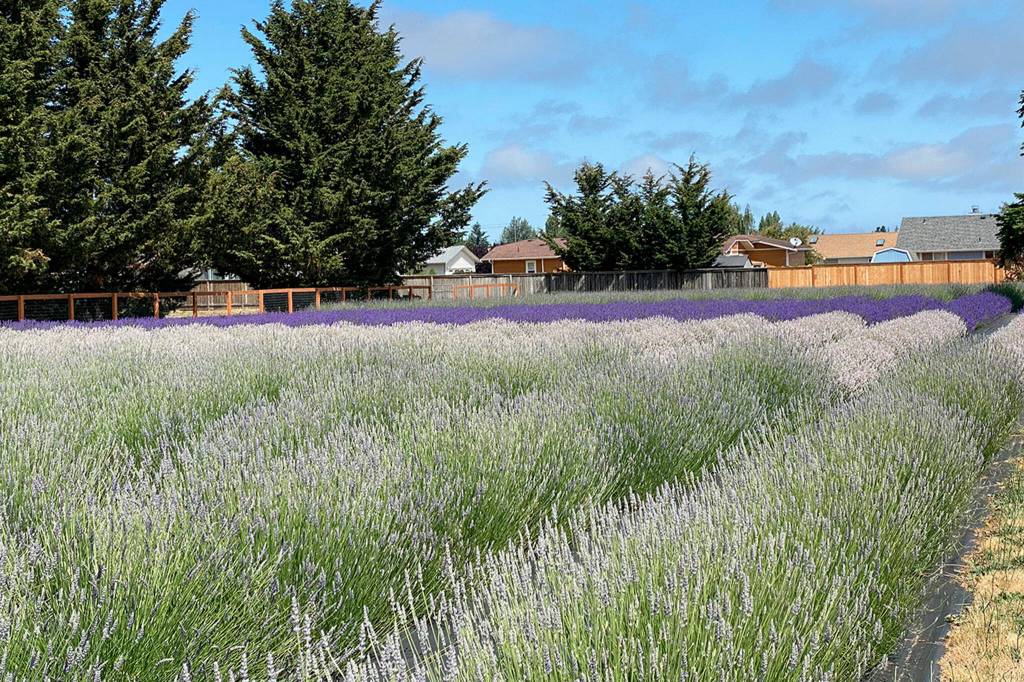 Sequim Gazette photo by Megan Rogers/ There are five varieties of lavender available for U-pick at Old Barn Lavender Company. Its open Friday-Sunday through Sept. 4.