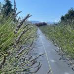 Sequim Gazette photo by Matthew Nash/ There are five varieties of lavender available for U-pick at Old Barn Lavender Company. Its open Friday-Sunday through Sept. 4.