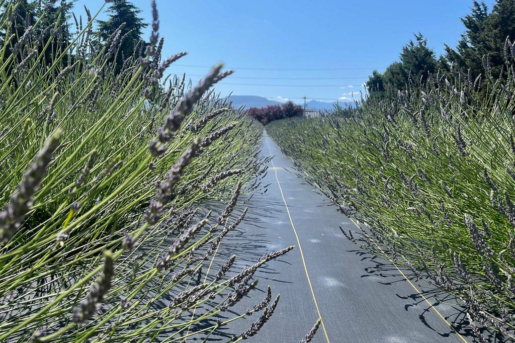 Sequim Gazette photo by Matthew Nash/ There are five varieties of lavender available for U-pick at Old Barn Lavender Company. Its open Friday-Sunday through Sept. 4.