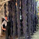 Photo courtesy Old Barn Lavender Company
Melissa Herbelin stands by drying lavender on the Old Barn Lavender Company property. Cast and crew members from Olympic Theatre Arts helped build the drying racks last summer.