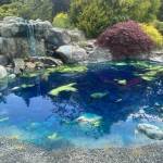 Sequim Gazette photo by Megan Rogers / Henry Lotzgesell donated money to the Sequim Prairie Garden Club in 1965 to help fund the building of the waterfall, which he dedicated to his late wife Hazel. The waterfall was later replaced.