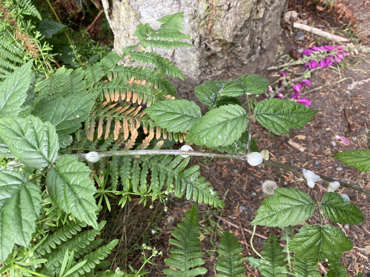 Photo by Jeanette Stehr-Green/Clallam County Master Gardener / Spittlebug on dewberry. Spittlebug nymphs produce foamy masses to keep them from drying out and protect them from predators