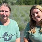 Sequim Gazette photo by Matthew Nash
Mother-daughter team Katina Hester and Ashley Reddicks opened their Gnomelicious Lavender Farm this summer for the first time to the public. They offer U-cut lavender, sweet pea seeds and an array of lavender products surrounded by a gnome aesthetic.