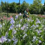 Sequim Gazette photo by Matthew Nash/ Ashley Reddicks walks through a field of sweet peas that she and her mom Katina Hester grow to sell seeds for through their Back to Dirt Farm. Its located within their Gnomelicious Lavender Farm and visitors can see and smell a variety they like and purchase the seeds in their store in-person or online.