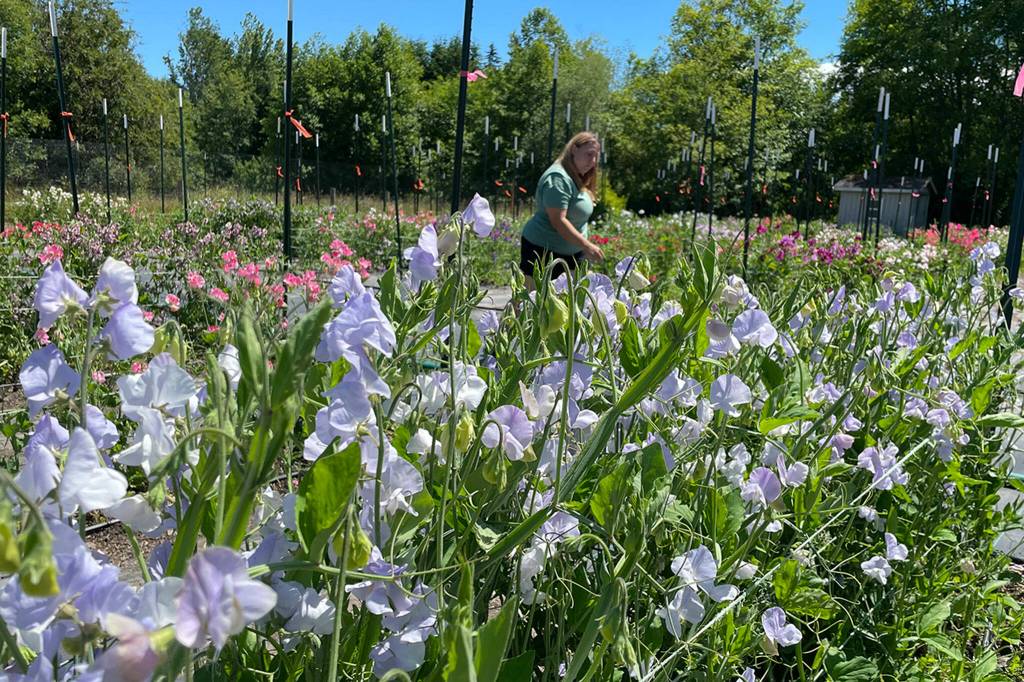 Sequim Gazette photo by Matthew Nash/ Ashley Reddicks walks through a field of sweet peas that she and her mom Katina Hester grow to sell seeds for through their Back to Dirt Farm. Its located within their Gnomelicious Lavender Farm and visitors can see and smell a variety they like and purchase the seeds in their store in-person or online.