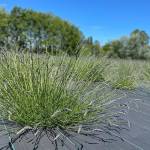 Sequim Gazette photo by Matthew Nash/ Gnomelicious Lavender Farm features 10 acres of lavender in 21 varieties. Some of the farm is available for U-cut by the entrance to the farm while other lavender in the back is still maturing.