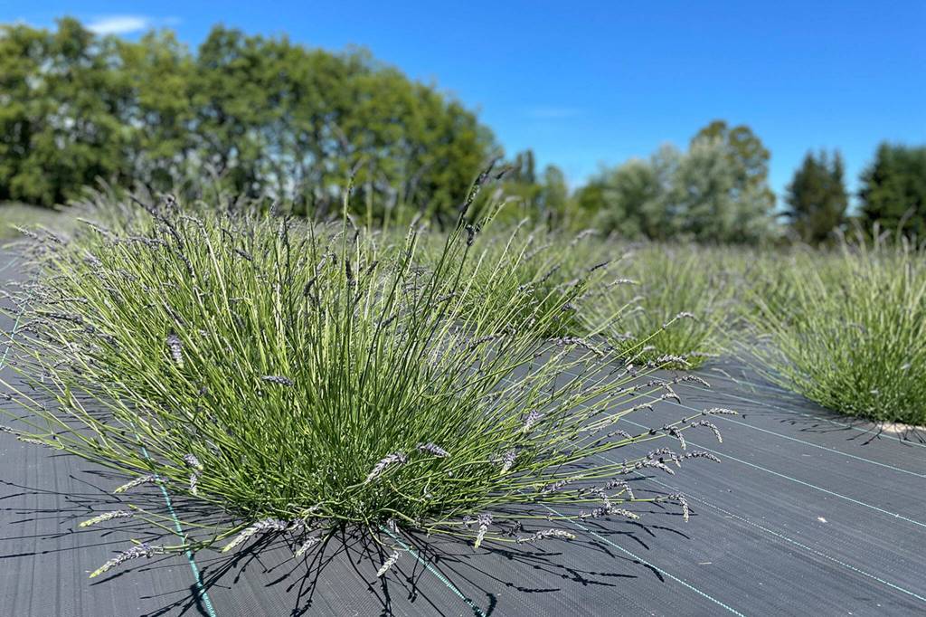 Sequim Gazette photo by Matthew Nash/ Gnomelicious Lavender Farm features 10 acres of lavender in 21 varieties. Some of the farm is available for U-cut by the entrance to the farm while other lavender in the back is still maturing.