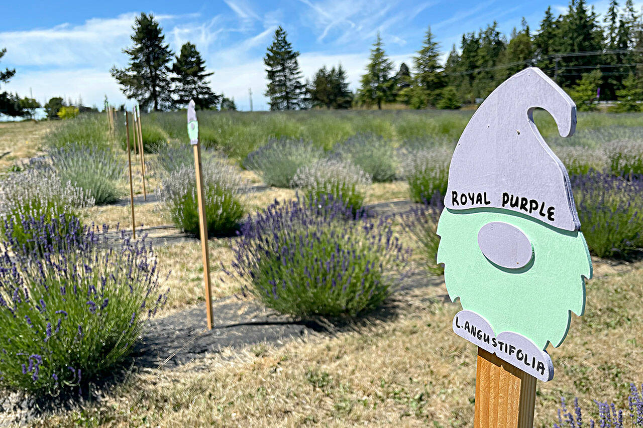 Sequim Gazette photo by Matthew Nash
Gnomes are a constant theme at Gnomelicious Lavender Farm, including on placards in the U-cut lavender fields by the entrance to the farm. We wanted to have something fun and playful with a relaxed vibe, said farm co-owner Ashley Reddicks.