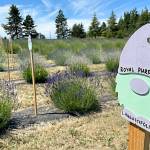 Sequim Gazette photo by Matthew Nash
Gnomes are a constant theme at Gnomelicious Lavender Farm, including on placards in the U-cut lavender fields by the entrance to the farm. We wanted to have something fun and playful with a relaxed vibe, said farm co-owner Ashley Reddicks.