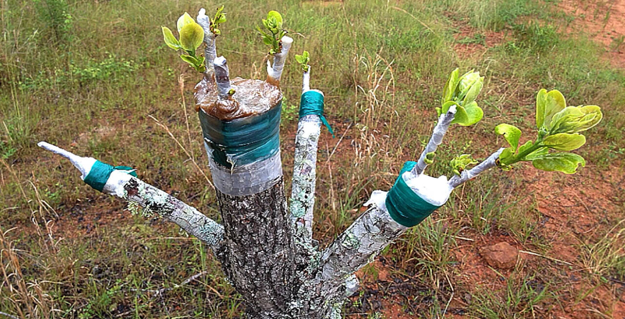 Photo by Tom Del Hotal / Find out how to add additional varieties of fruit or flowering trees to existing trees or shrubs as Clallam County Master Gardeners offer their tops at 10 a.m. on Saturday, July 22, at the Woodcock Demonstration Garden.