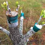 Photo by Tom Del Hotal / Find out how to add additional varieties of fruit or flowering trees to existing trees or shrubs as Clallam County Master Gardeners offer their tops at 10 a.m. on Saturday, July 22, at the Woodcock Demonstration Garden.