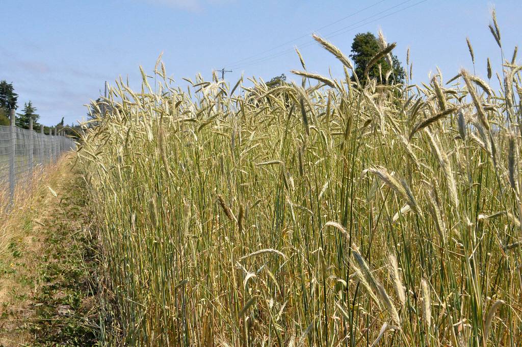 Sequim Gazette photo by Matthew Nash/ In the fall, Ginger and Scott Wierzbanowski plan to plant another acre of winter wheat and rye at Olympic Bluffs Cidery and Lavender Farm as part of a Washington State University Breadlab project using ancient grains.