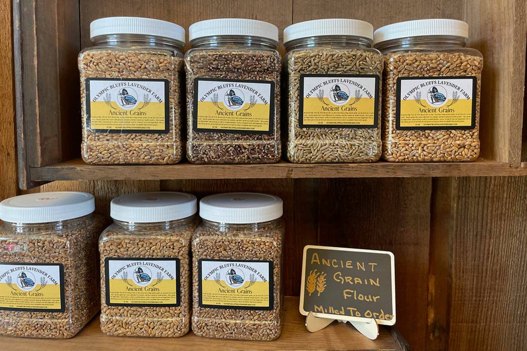 Sequim Gazette photo by Matthew Nash/ Ancient grains are grown and harvested at Olympic Bluffs Cidery and Lavender Farm. Owners partnered with Washington State Universitys Breadlab to plant various wheat and offer it for sale in the lavender barn store.