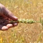 Sequim Gazette photo by Matthew Nash/ In the fall, Ginger and Scott Wierzbanowski plan to plant another acre of winter wheat at Olympic Bluffs Cidery and Lavender Farm as part of a Washington State University Breadlab project using ancient grains.