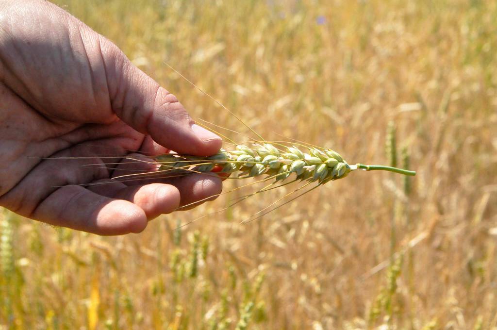 Sequim Gazette photo by Matthew Nash/ In the fall, Ginger and Scott Wierzbanowski plan to plant another acre of winter wheat at Olympic Bluffs Cidery and Lavender Farm as part of a Washington State University Breadlab project using ancient grains.