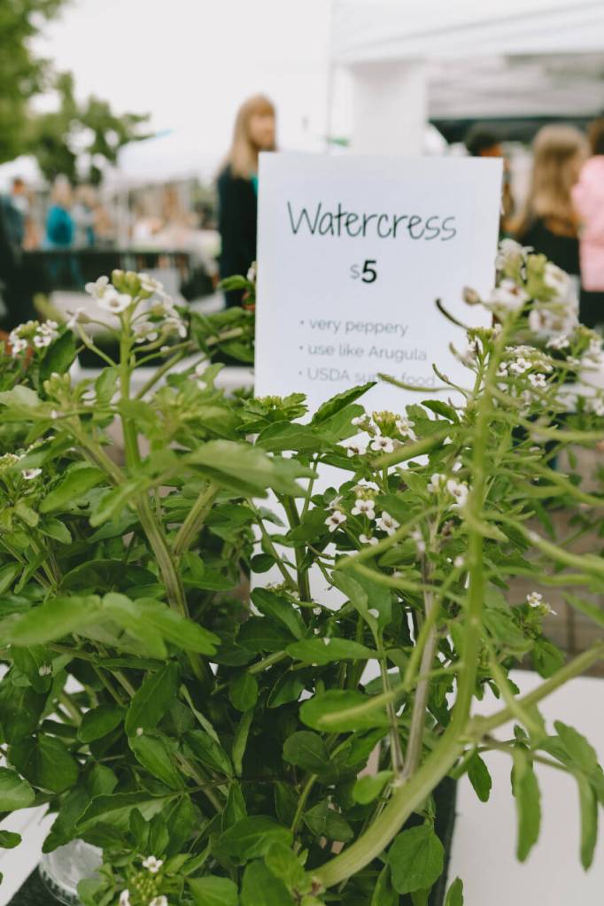 Photo courtesy of Sequim Farmers & Artisans Market (SFAM) / Watercress, a delicious aquatic herb and main ingredient in watercress sandwiches, for sale at the farmers market.