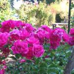Photo by Cathy Wagner / Enjoy an educational walk-about at the Woodcock Demonstration Garden on Thursday, Aug. 3.