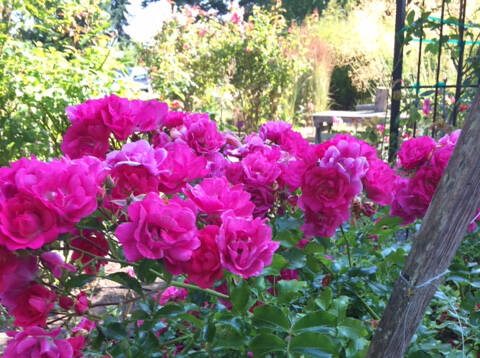 Photo by Cathy Wagner / Enjoy an educational walk-about at the Woodcock Demonstration Garden on Thursday, Aug. 3.