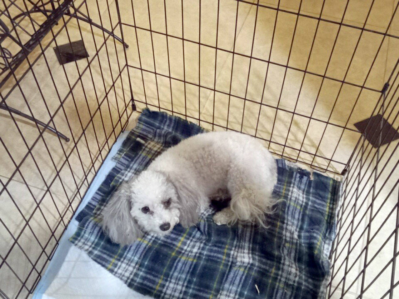 Photo courtesy of Amy Grice
Buddy, a miniature poodle belonging to the owners of a home that exploded in Sequim on July 18, was recovered by neighbors with what appeared to be only small wounds. The dog, which had tags and is micro-chipped, was taken to Greywolf Veterinary Hospital last week, according to Amy Grice, the neighbor who found him.