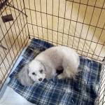 Photo courtesy of Amy Grice
Buddy, a miniature poodle belonging to the owners of a home that exploded in Sequim on July 18, was recovered by neighbors with what appeared to be only small wounds. The dog, which had tags and is micro-chipped, was taken to Greywolf Veterinary Hospital last week, according to Amy Grice, the neighbor who found him.