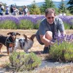 Sequim Gazette photo by Emily Matthiessen
Devin Eierman, Renny, a terrier mix, and Maya, a papillion, participate in the U-Pick at Rain Shadow Lavender Farm on Saturday.