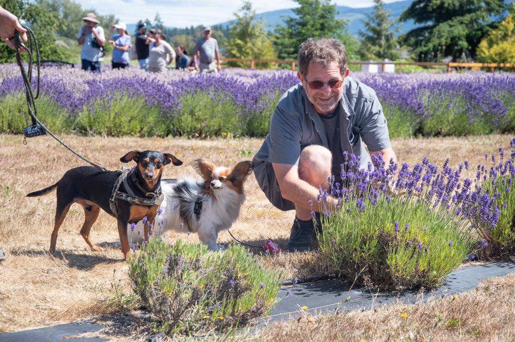 Sequim Gazette photo by Emily Matthiessen
Devin Eierman, Renny, a terrier mix, and Maya, a papillion, participate in the U-Pick at Rain Shadow Lavender Farm on Saturday.
