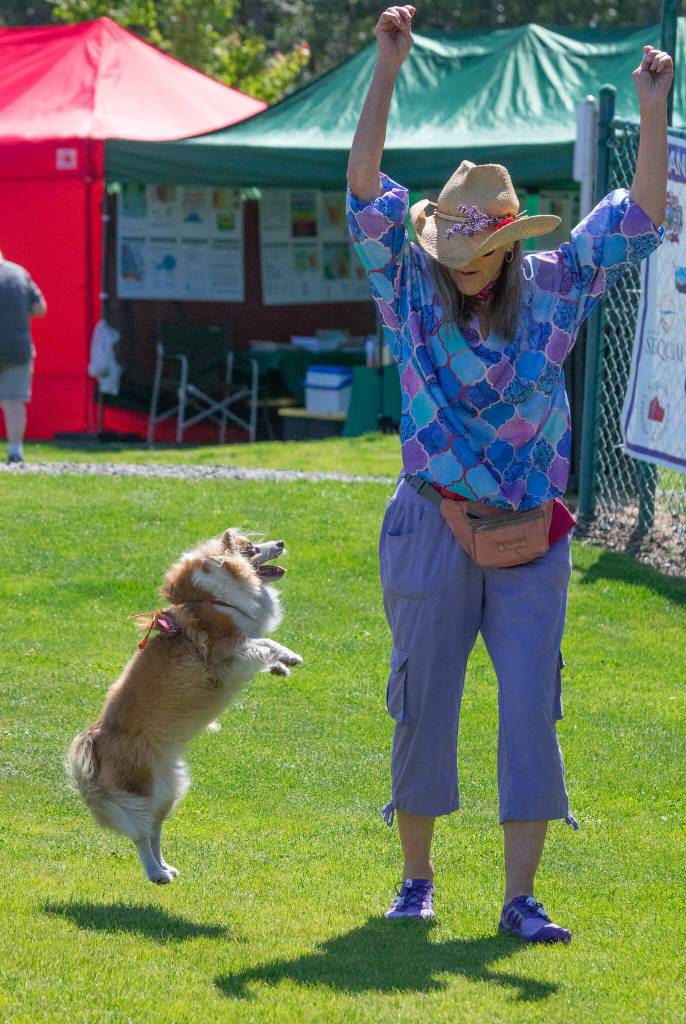 Sequim Gazette photo by Emily Matthiessen / Gracie the dancing dog and Jan Standish groove to tunes at the Lavender Festival opening day at Carrie Blake Park.