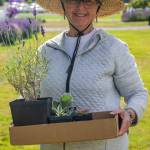 Sequim Gazette photo by Emily Matthiessen / Linda Newman of Kitty Bs Lavender helps clean up at the end of Lavender Weekend.