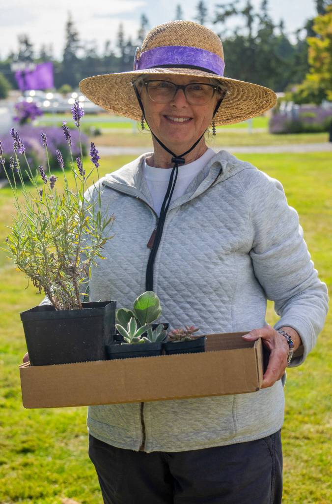 Sequim Gazette photo by Emily Matthiessen / Linda Newman of Kitty Bs Lavender helps clean up at the end of Lavender Weekend.