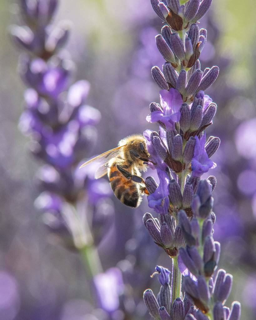 Sequim Gazette photo by Emily Matthiessen
The bees stayed busy at Kitty Bs Lavender all weekend.