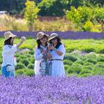 Sequim Gazette photo by Emily Matthiessen / Visiting B&B Family Farm from Bellevue, Daphne, Jeaneatte and Chunyon take photos of each other.