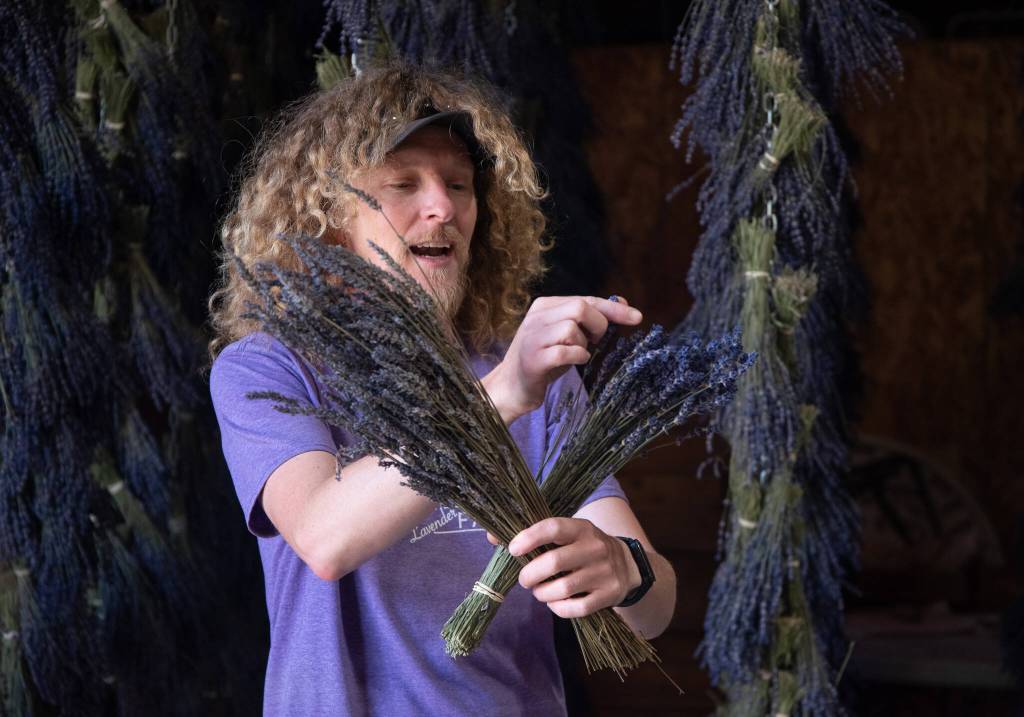 Sequim Gazette photo by Emily Matthiessen
Rob Schoenherr of B&B Family Farm explains the intricacies of the lavender business as part of a free tour during Lavender Weekend.